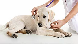 5 beste veterinærklinikker i Jekaterinburg