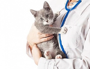 5 bästa veterinärkliniker i Yaroslavl