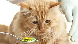 10 bästa anthelmintika för hundar och katter