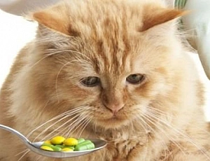 I 10 migliori antielmintici per cani e gatti