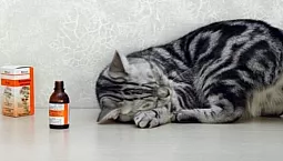 Die 10 besten Beruhigungsmittel für Katzen