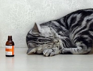 I 10 migliori sedativi per gatti