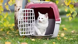 10 สุดยอดผู้ให้บริการแมว