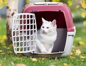 10 migliori trasportini per gatti
