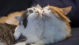 Die 10 besten Heilmittel für gehende Katzen