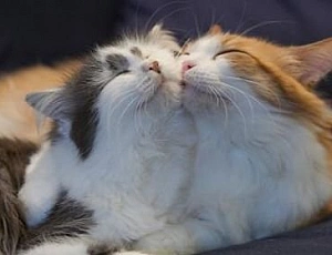 10 migliori rimedi per i gatti che camminano