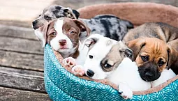 10 Pengeluar Katil Anjing Terbaik