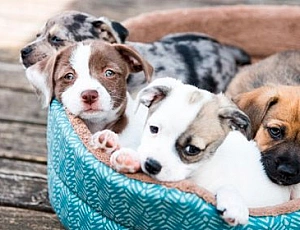 I 10 migliori produttori di letti per cani