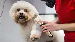 15 bästa djurklippare från AliExpress