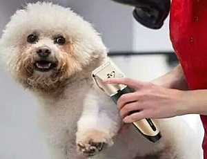 15 migliori tosatrici per animali da AliExpress