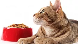 10 millors aliments per a gats amb digestió sensible