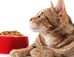 10 migliori alimenti per gatti con digestione sensibile