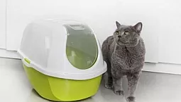 Die 5 besten Katzentoiletten für drinnen