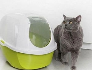 Le 5 migliori lettiere da interno per gatti