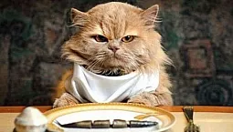 10 καλύτερες τροφές για ηλικιωμένες γάτες