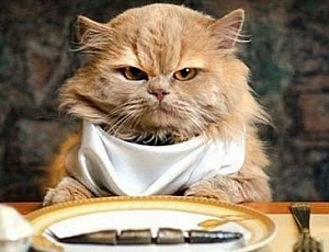 10 migliori alimenti per gatti anziani