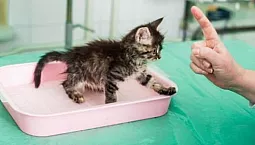 Die 10 besten Antigadine für Katzen