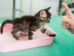 10 migliori antigadin per gatti