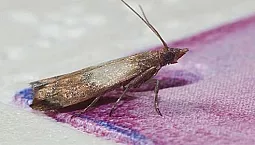 Los 10 mejores remedios para las polillas