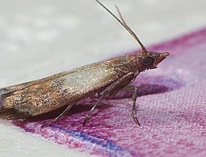 10 najboljših zdravil proti moljem
