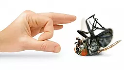 15 mejores remedios contra las moscas