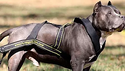 5 parasta koiranvaljaat