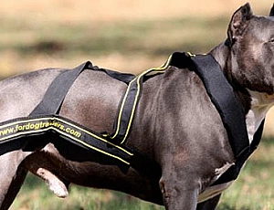 I 5 migliori marchi di imbracature per cani