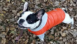 15 parasta koiranvaatemerkkiä AliExpressissä