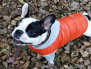 15 migliori marchi di abbigliamento per cani su AliExpress