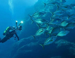 10 mejores luces subacuáticas