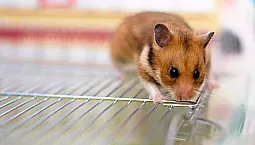 10 mejores jaulas para hamsters
