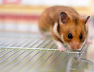 10 migliori gabbie per criceti