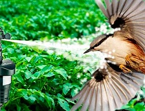 15 Best Bird Repellers