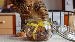 10 פינוקי החתול הטובים ביותר