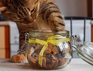 10 migliori prelibatezze per gatti