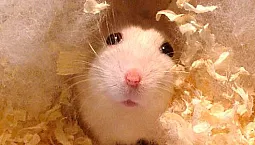 5 најбољих легла хрчака