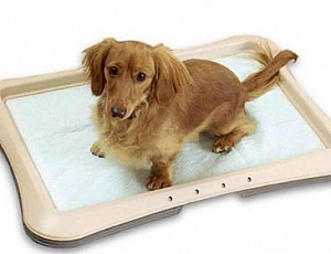 I 5 migliori produttori di pannolini per cani