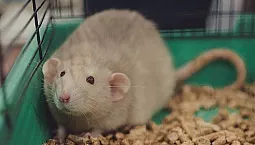 5 mejores camadas para ratas