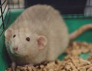 Le 5 migliori cucciolate per topi