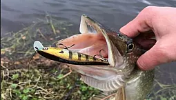 পাইকের জন্য 5 সেরা স্পিনার