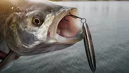 এএসপির জন্য 5 সেরা স্পিনার