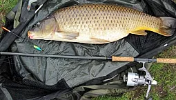 10 mejores carretes de carpa