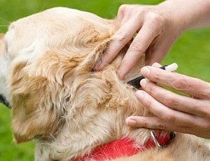 10 migliori gocce di zecca per cani