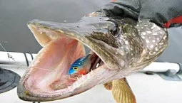 5 הפופרים הטובים ביותר לפייק