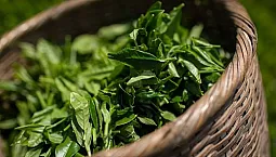 Cele mai bune 15 produse de ceai verde de pe iHerb