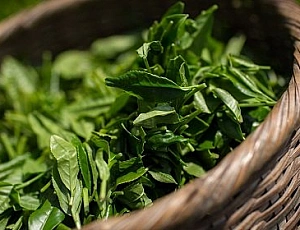 15 legjobb zöld tea termék az iHerb-en
