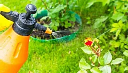 Los 10 mejores remedios contra los ácaros