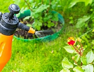 10 najboljših zdravil za pršice