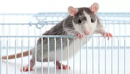 أفضل 5 أقفاص للجرذان