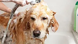 20 mejores champús para perros